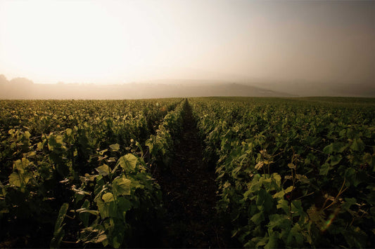 Les métiers du vin