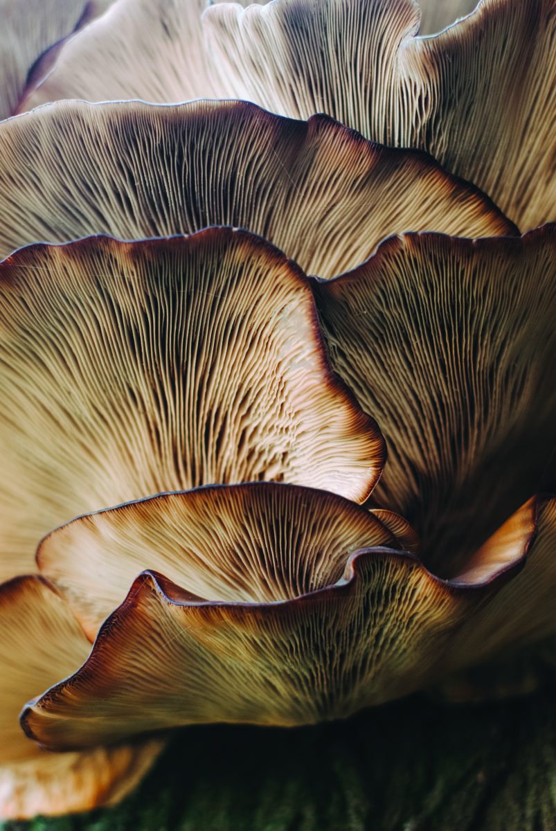 damir omerovic UMaGtammiSI unsplash - The Hallucinogenic Mushroom: At the Foundations of Humanity